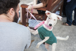 Imagem: O atendimento será voltado a animais que moram na UFC e aqueles cujo serviço já foi agendado (Foto: Ribamar Neto/UFC)