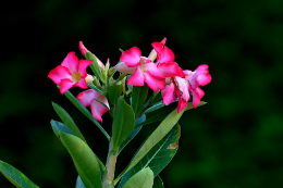 Foto de Rosas do deserto florindo