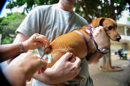 Imagem: Seminário debaterá direitos e políticas públicas para animais (Foto: Marcelo Camargo/Agência Brasil)