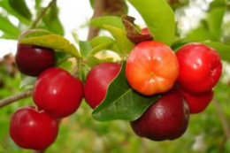 Imagem: O estudo constatou que a acerola tem altas concentrações de material antioxidante (Foto: site viveiroflorabrasil.com.br)