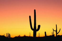 Imagem: Cactos no deserto