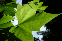 Imagem: A Ecofisiologia Vegetal trata dos processos fisiológicos e das respostas vitais das plantas diante de mudanças que ocorrem no meio ambiente onde vivem (Foto: Divulgação)