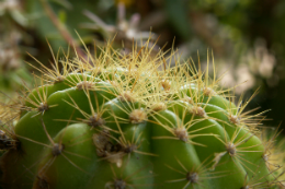 Imagem: Prof. Fernando de Faria abordará o tema "Padrões e processos evolutivos em áreas abertas da América do Sul: contribuições dos estudos utilizando espécies de cactos do gênero Cereus" (Foto: Divulgação)