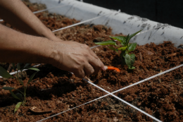 Imagem: A prioridade é dos estudantes de cursos do Centro de Ciências Agrárias (Foto: Agência Brasil)