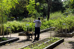 Imagem: Horto de Plantas Medicinais da UFC