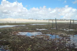 Imagem: Foto de área litorânea com faixa de areia, coqueiros e faixa alagada 