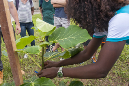 Imagem: Este ano, várias ações relacionadas ao meio ambiente já foram realizadas, como plantação de mudas e criação de pasta exclusiva para o tema (Foto: Viktor Braga/UFC)