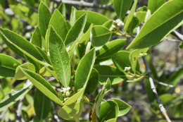 Imagem: A palestra será sobre metabolismo de asparagina em plantas (Foto: Ribamar Neto/UFC)