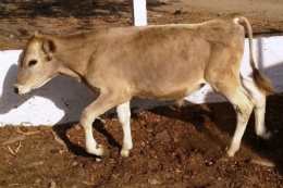 Imagem: Bezerro da raça Pardo Suíça está entre os animais que serão leiloados (Foto: Divulgação)