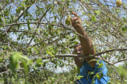 Imagem: Um terço dos alimentos que comemos está contaminado com agrotóxicos (Foto: Viktor Braga/UFC)