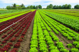 Imagem: "Perspectivas para a Agricultura e a Questão Ambiental" é o tema do encontro 