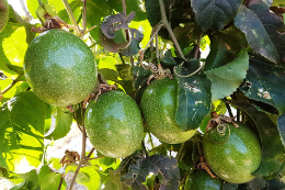 Imagem: Foto de maracujás em árvore da planta