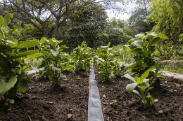 Imagem: Espécies no Horto de Plantas Medicinais da UFC, criado a partir do trabalho desenvolvido pelo Prof. Abreu Matos (Foto: Ribamar Neto/UFC)