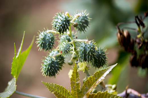 Vários frutos de mamoma em foto frontal (Foto: Pixabay)