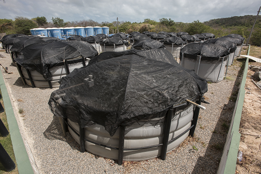 Imagem: Tanques cobertos com plástico preto, nos quais são realizados estudos acerca de rações para camarão (Foto: Jr. Panela/UFC)