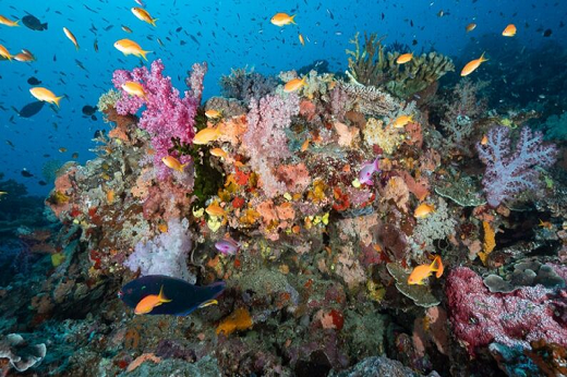 Imagem: Vegetação submarina, rodeada por peixes e outros animais marinhos (Foto: Vlad Karpinsky/Flickr)