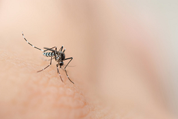 Imagem: foto do mosquito aedes aegypti picando a mão de uma pessoa