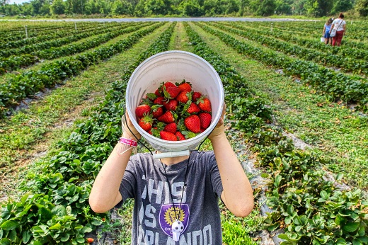 Imagem: Agricultor mostra colheita de morangos (Foto: Mick Haupt/Unsplash)