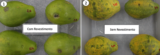 Comparação entre o mamão sem revestimento e com: na direita, mamão mais verde (com revestimento); na esquerda, mamão mais amarelado (sem revestimento)
