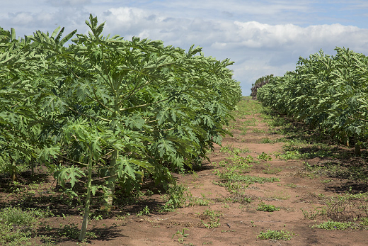 Imagem: Área irrigada destinada à agricultura, às margens do açude Castanhão