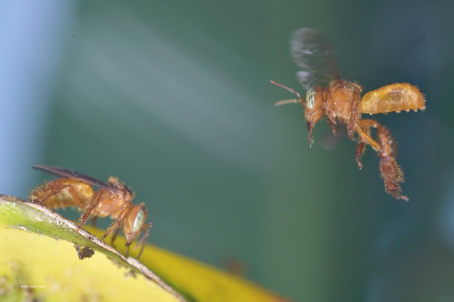 Duas abelhas em uma flor