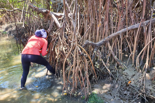 Coleta de animais nos mangues para análise de microplásticos