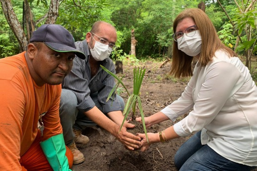 Árvore de carnaúba sendo plantada 