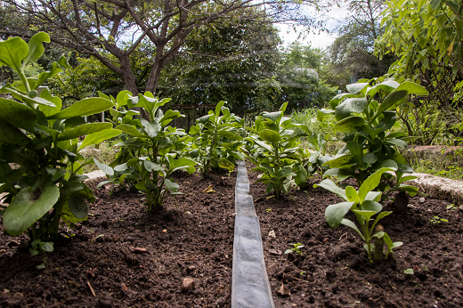 Imagem: Com as oficinas, o Horto quer promover o resgate cultural das plantas medicinais e o seu uso correto, com embasamento científico, pela comunidade (Foto: Ribamar Neto/UFC)