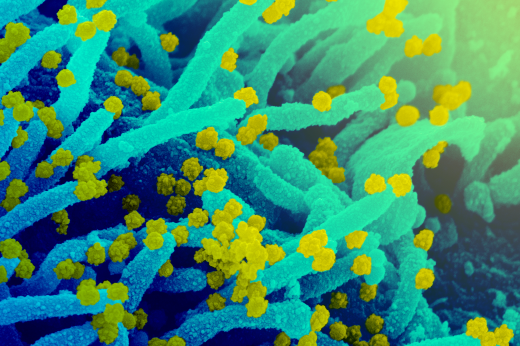 Imagem: microrganismos observados em microscópio