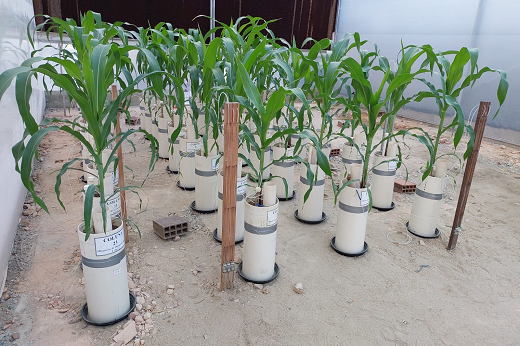 A ideia por trás dos biocarvões é reproduzir as "terras pretas da Amazônia", que possuem alta fertilidade (Foto: Reprodução)