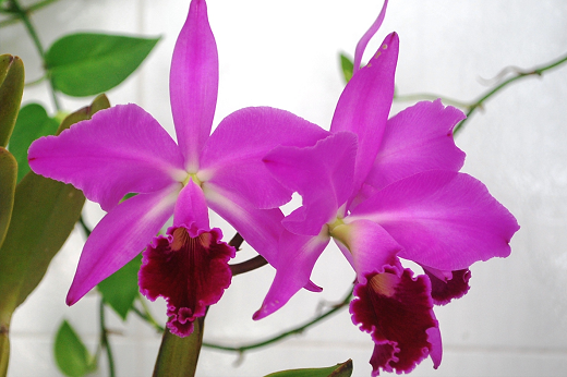 Imagem: Orquídeas e diversas plantas ornamentais estarão em exposição e à venda no 2º Natal das Flores (Foto: Divulgação/ACEO)