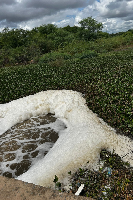 Imagem: Fotografia de um rio com grande quantidade de espuma branca acumulada na superfície da água, em primeiro plano. Nas margens e sobre a água, há vegetação aquática densa de folhas verdes. Entre a espuma, também aparecem alguns resíduos sólidos, como pedaços de plástico. Ao fundo, nota-se uma área de mata com árvores e céu nublado com nuvens carregadas.