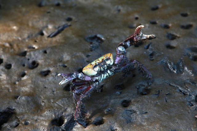 Imagem: caranguejo-uça na natureza