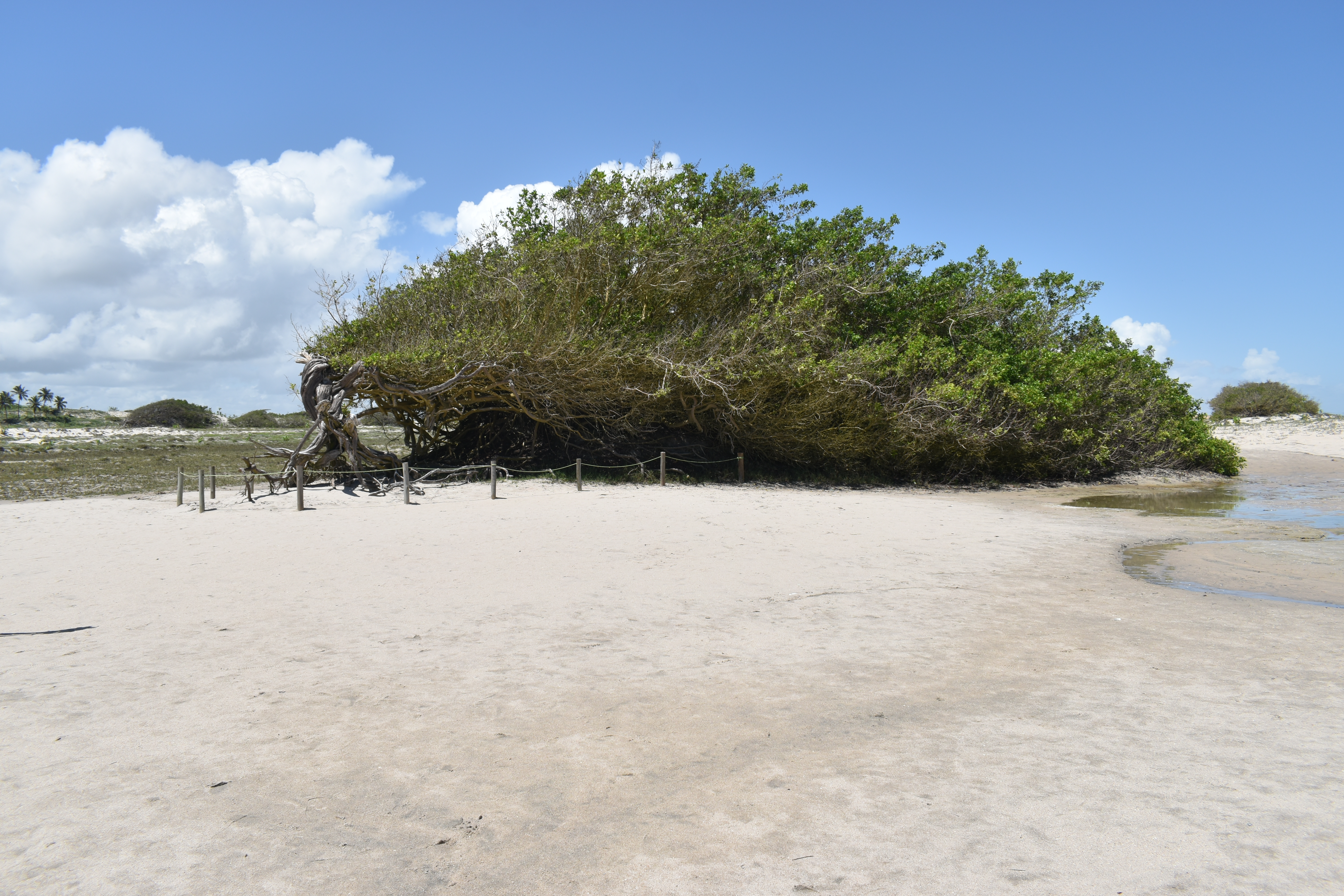 Árvore da Preguiça, uma das formações naturais mais conhecidas de Jericoacoara (Foto: Raimundo Conceição/SGB) Localizada próxima à praia principal de Jericoacoara, a Árvore Preguiça é uma curiosa formação vegetal moldada pela ação constante dos ventos alísios. Com galhos retorcidos e inclinados em direção ao solo, a árvore cresceu de forma horizontal, acompanhando o sentido dos ventos que sopram do mar para o continente. O fenômeno ilustra a força das condições climáticas do litoral cearense e compõe uma das paisagens mais fotografadas do Parque Nacional de Jericoacoara