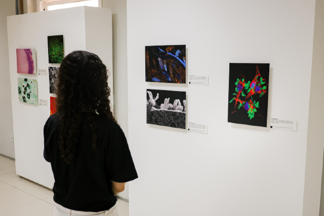 O projeto Arte sob o microscópio tem apoio do Edital PPCA 2024 (Foto: Ribamar Neto/UFC Informa) Imagem: Pessoa de cabelos cacheados e compridos, vestindo camiseta preta e calça clara, observa imagens expostas em uma galeria. As obras, fixadas em paredes brancas, apresentam composições coloridas que lembram fotografias microscópicas e estruturas biológicas. Cada imagem possui uma pequena legenda explicativa ao lado. O ambiente é bem iluminado e de aspecto moderno.