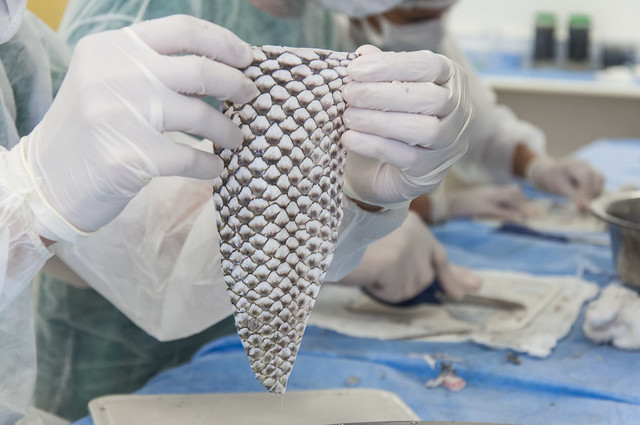 Imagem: duas mãos que calçam luvas cirúrgicas seguram um pedaço de pele de tilápia que será preparada em laboratório. Ao fundo, aparecem outras mãos realizando o trabalho de limpeza das peles