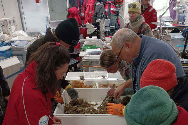 Imagem: Foto de um grupo de pessoas em um laboratório a bordo de um navio. Homens e mulheres, usando roupas de frio, gorros e luvas, estão reunidos em torno de uma grande bandeja branca sobre uma bancada. Eles analisam e separam amostras de organismos marinhos e sedimentos, utilizando pinças e ferramentas. O ambiente está cheio de equipamentos científicos, caixas e materiais de pesquisa, indicando uma atividade de laboratório em andamento durante uma expedição científica.